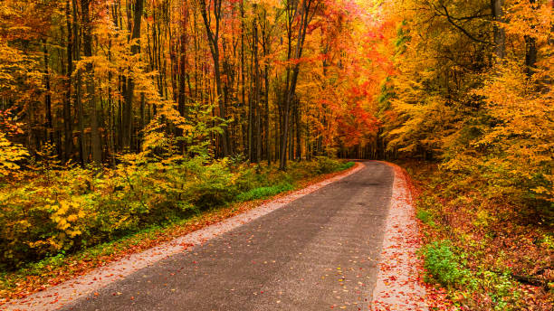 istock Beautiful autumn in the forest divided with black asphalt road. 1848477193