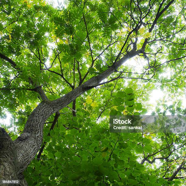Colheita De Floresta Verde - Fotografias de stock e mais imagens de Ao Ar Livre - Ao Ar Livre, Arbusto, Beleza natural