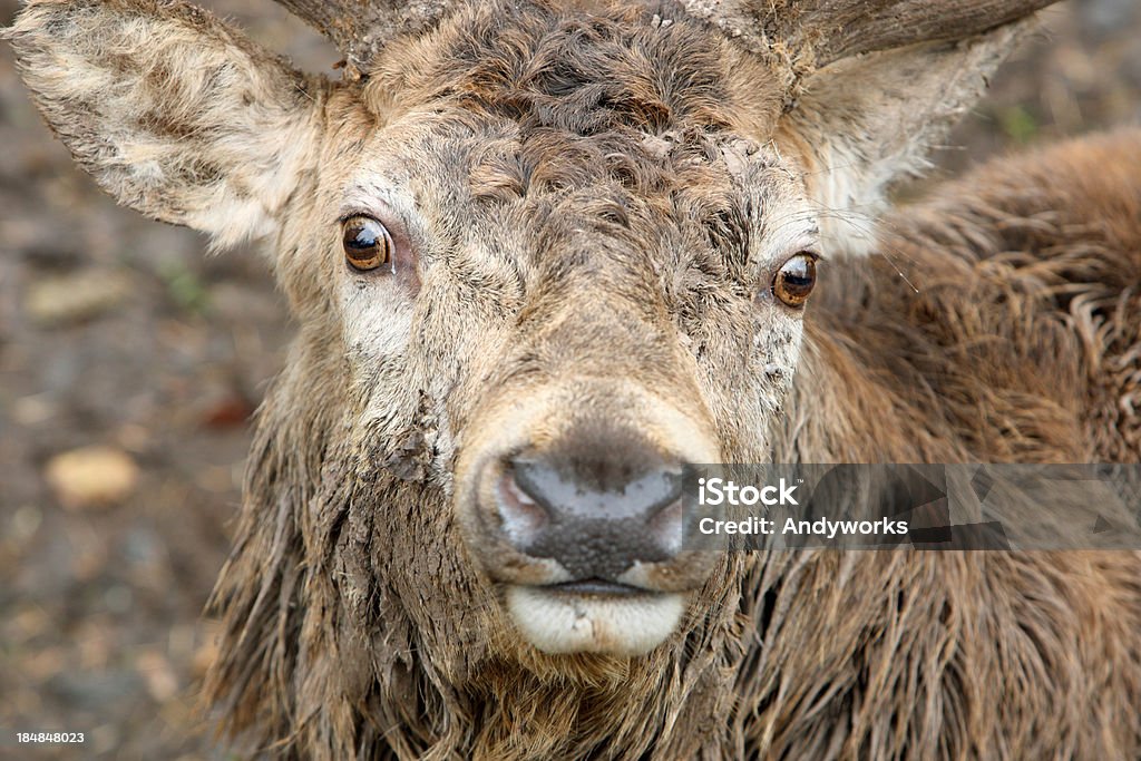 Red Deer (Cervus elaphus) Nahaufnahme - Lizenzfrei Bock - Männliches Tier Stock-Foto