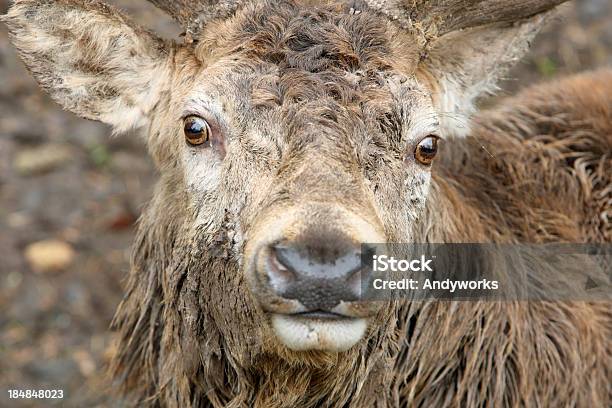 Red Deer Nahaufnahme Stockfoto und mehr Bilder von Bock - Männliches Tier - Bock - Männliches Tier, Einzelnes Tier, Fotografie