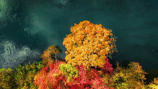 Tree with yellow leaves above the Brda River. Aerial view of nature. Nature in Poland, Europe.