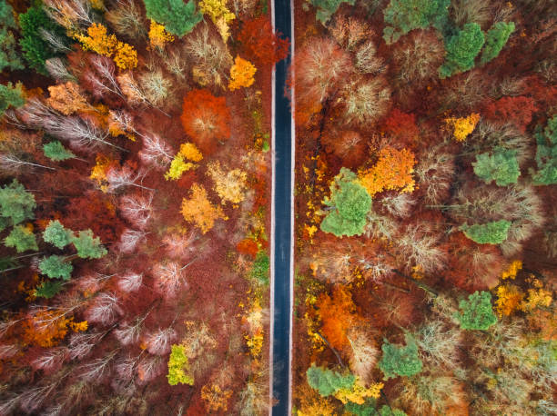 istock Beautiful autumn in the forest view from the drone. 1848486358