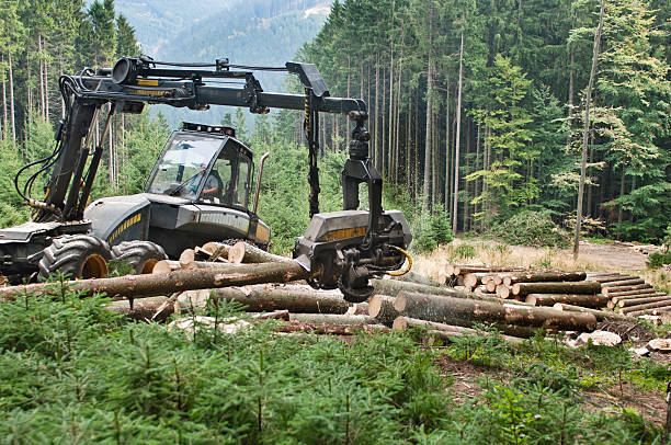 istock Lumber industry - harvesting 184848646