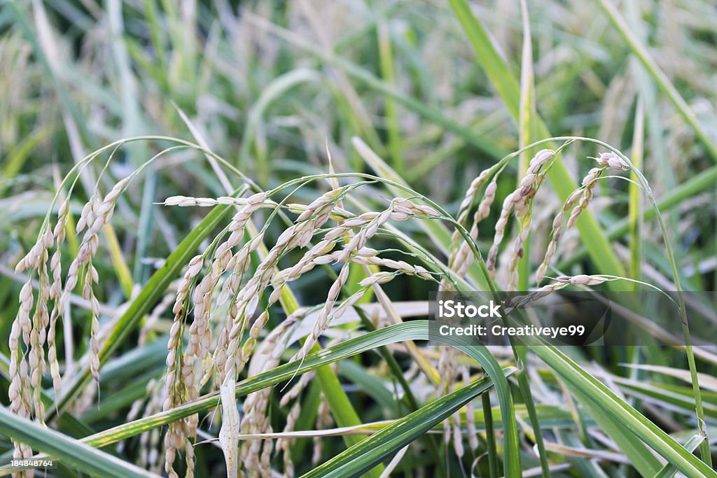 Stalks From Rice Rice Stalks Stock Photo - Download Image Now - Agricultural Field ...
