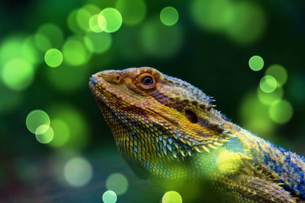close up photo of bearded dragon lizard close up photo of bearded dragon lizard giant bearded dragon stock pictures, royalty-free photos & images