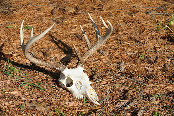 istock Deer Skull with Antlers Laying in Pine Needles, Stag Rack 184848983