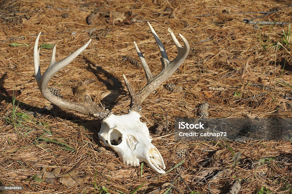Crânio de Veado com pontas pôr em agulhas de pinho, suporte de Solteiro - Royalty-free Abandonado Foto de stock