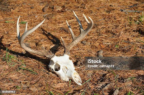 Crânio De Veado Com Pontas Pôr Em Agulhas De Pinho Suporte De Solteiro - Fotografias de stock e mais imagens de Abandonado