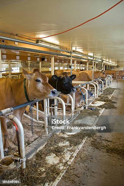 Cowshed Stockfoto und mehr Bilder von Scheune - Scheune, Schlachtrind, Agrarbetrieb