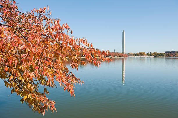 istock Washington monument at the mall, in DC with colorful tree 184849030