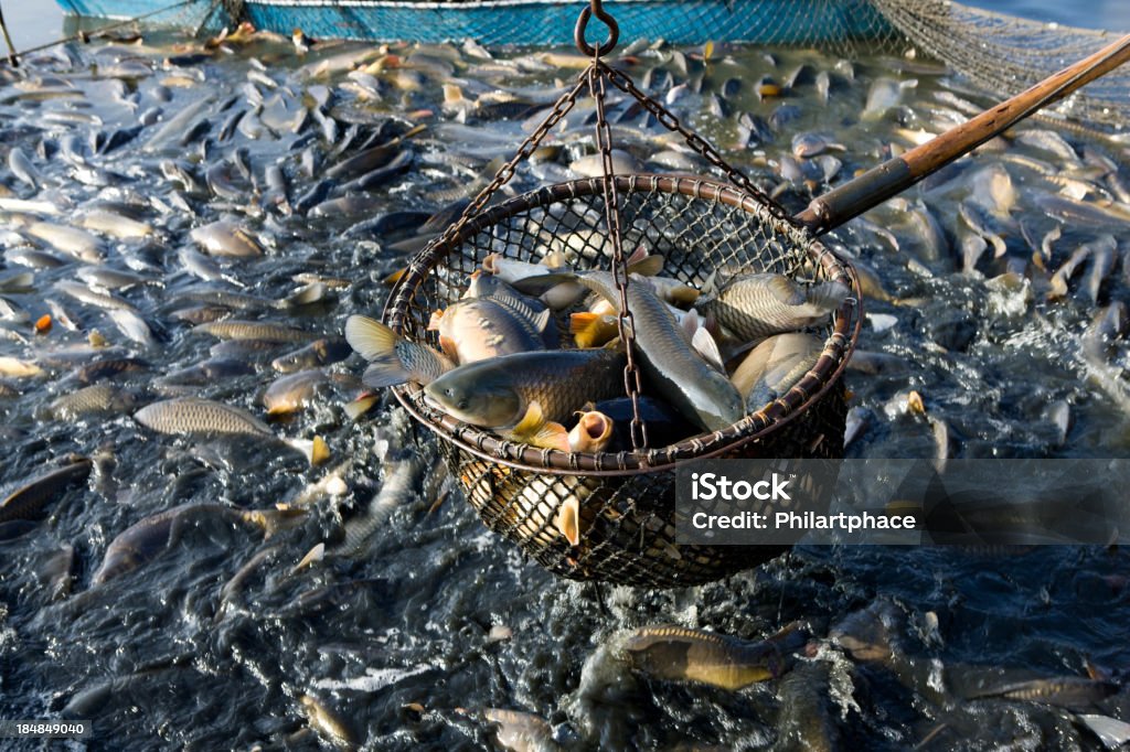 net de fishes - Foto de stock de Red de pesca libre de derechos