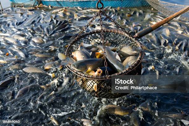 Net De Fishes Foto de stock y más banco de imágenes de Red de pesca - Red de pesca, Pez, Atrapar