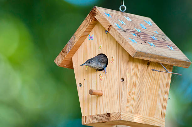 istock House wren exits backyard birdhouse 184849136