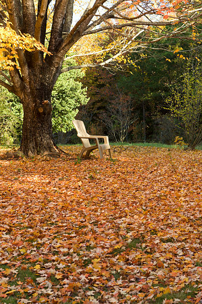 Única Cadeira no Outono floresta - fotografia de stock