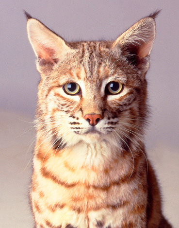 I shot this Bobcat stare in my studio on a photo shoot.
