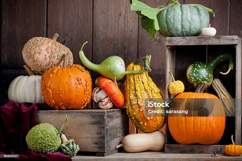 Assortment of gourds displayed on wood Winter squash on display on weathered wood surface. Autumn Stock Photo