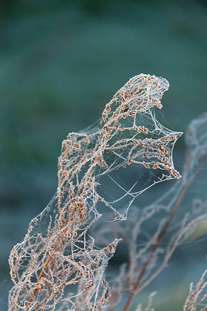 istock First hoar-frost in Autumn 184849592