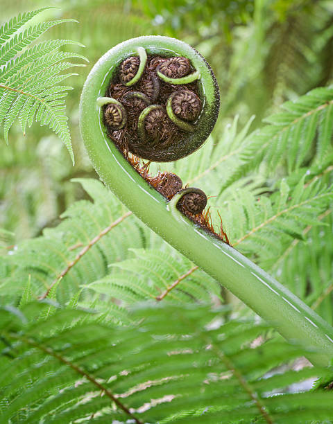 felce arborea fronda - new life plant image saturated color foto e immagini stock