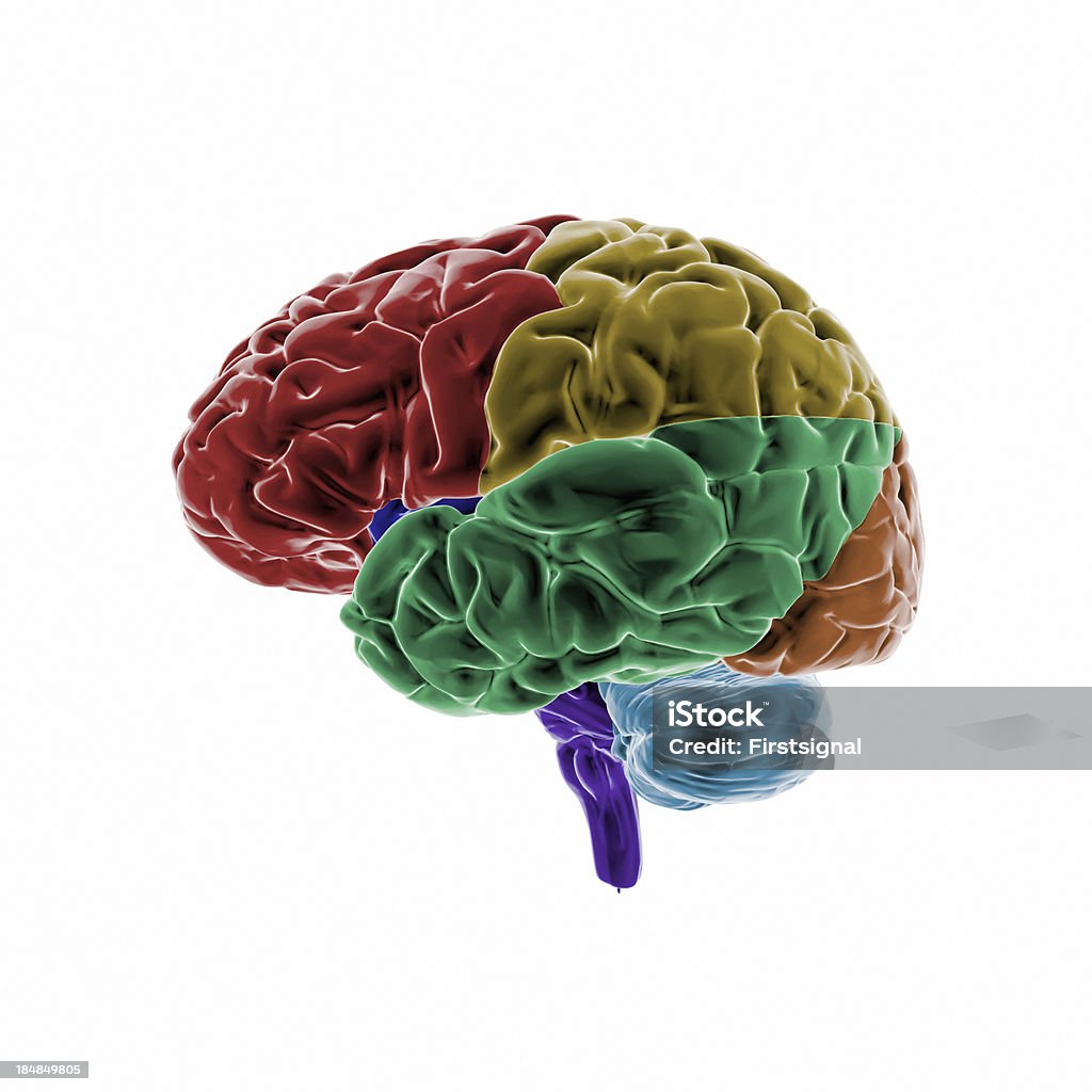 Human Brain with colored regions "Full CG images made by my self, showing a colored human brain. Point of interest are the different brain regions." Illustration Stock Photo