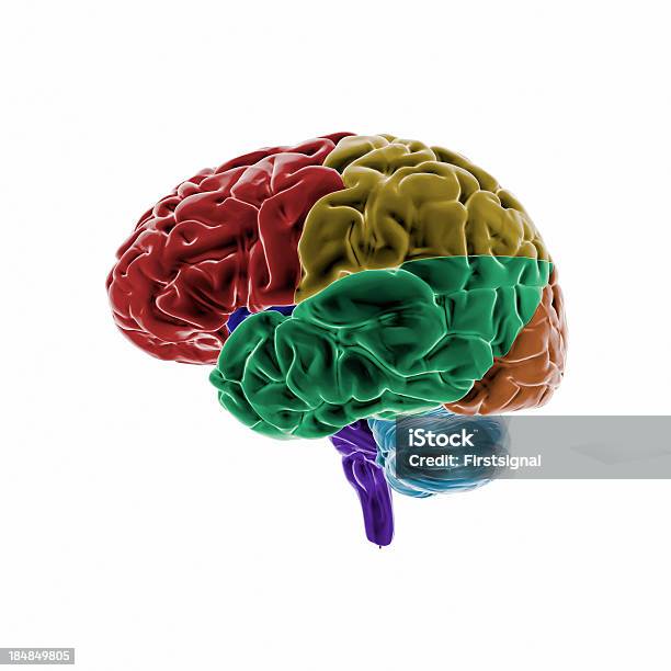 Human Brain With Colored Regions Stock Photo - Download Image Now - Illustration, Three Dimensional, Anatomy