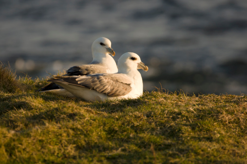 Image of fulmars taken at sunset in April in the Shetland Islands. They breed here from May to September