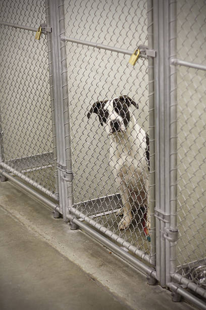 istock Dog in Animal Shelter Waiting for Adoption 184849863