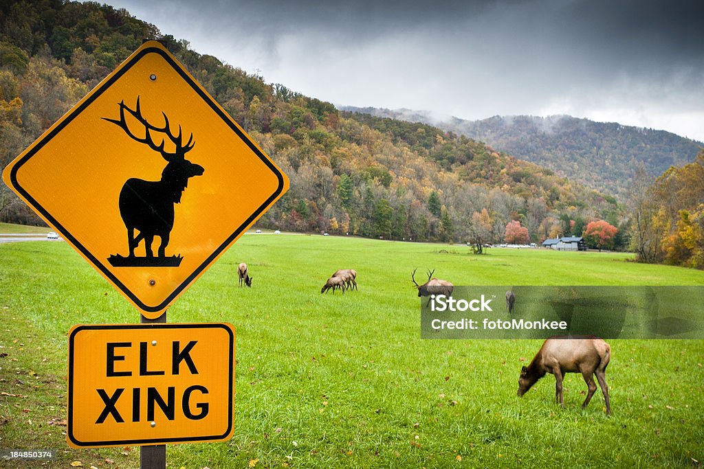 Elk, Oconaluftee, Parco Nazionale delle Great Smoky Mountain, Stati Uniti - Foto stock royalty-free di Blue Ridge Parkway