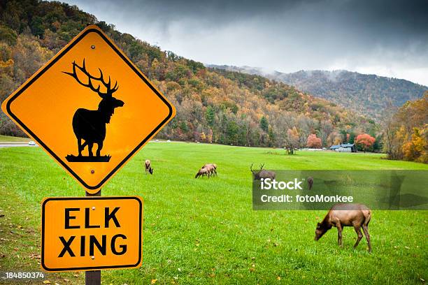Elk Oconaluftee Parco Nazionale Delle Great Smoky Mountain Stati Uniti - Fotografie stock e altre immagini di Blue Ridge Parkway