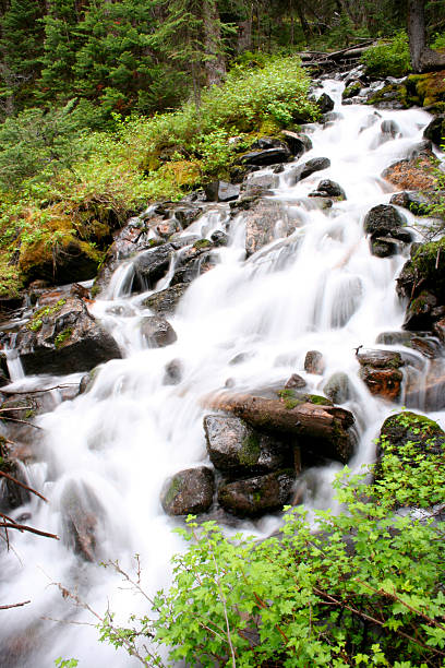 istock Cascading waterfall in a lush mossy green forest in Canada. 184850420