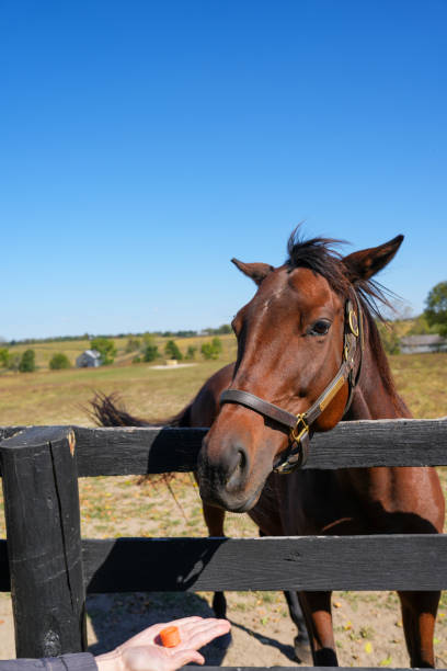 istock Offering carrots to a beautiful thoroughbred horse 1848506486