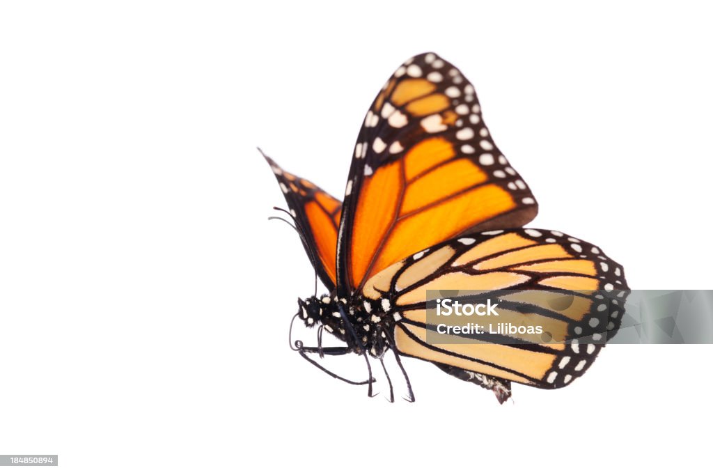 Aislado mariposa monarca - Foto de stock de Mariposa - Lepidópteros libre de derechos