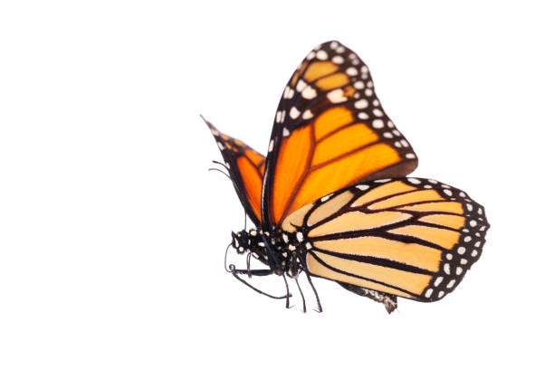 Isolated Monarch Butterfly A beautiful Monarch Butterfly. monarch butterfly stock pictures, royalty-free photos & images