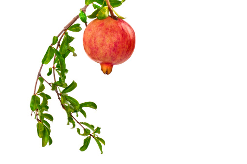 Pomegranate on Branch