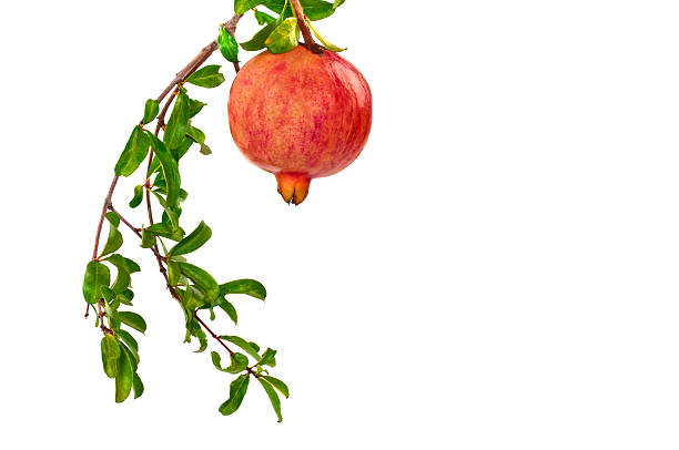 Pomegranate on Branch stock photo