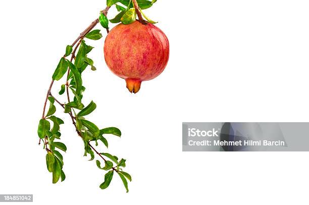 Гранатовая На Ветвь — стоковые фотографии и другие картинки Гранат - фрукт - Гранат - фрукт, Ветвь - часть растения, Дерево