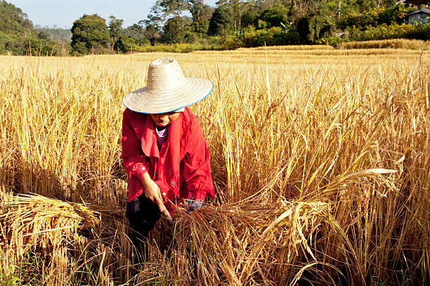 istock Woman Harvesting Rice By Hand 184851261
