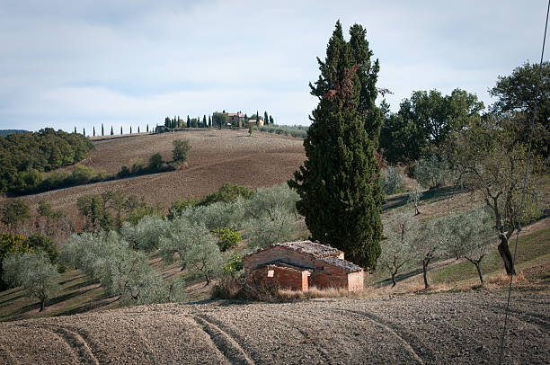istock Vegetation in Tuscany 184851379