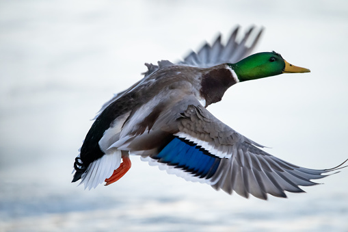 Mallard flying on the lake