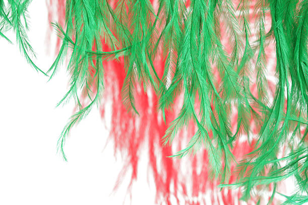 rouge et vert coloré de plumes d'autruche sur fond blanc - feather boa feather isolated red photos et images de collection