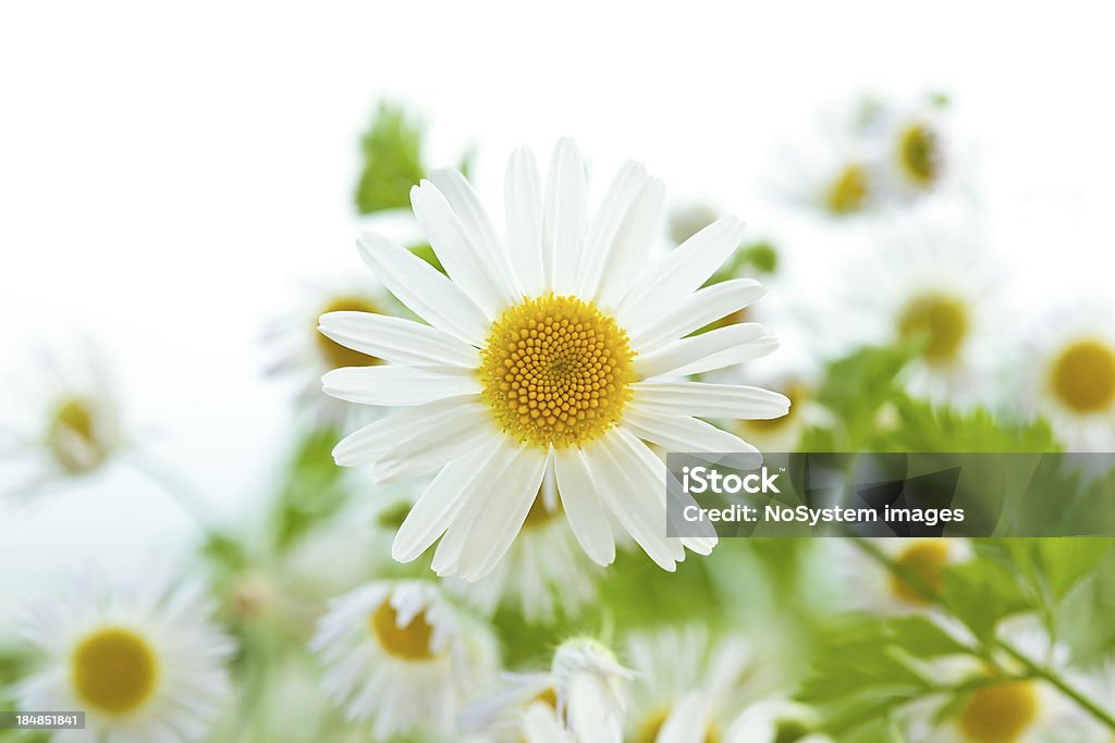 Daisy boquet high key Makro - Lizenzfrei Ausgebleicht Stock-Foto