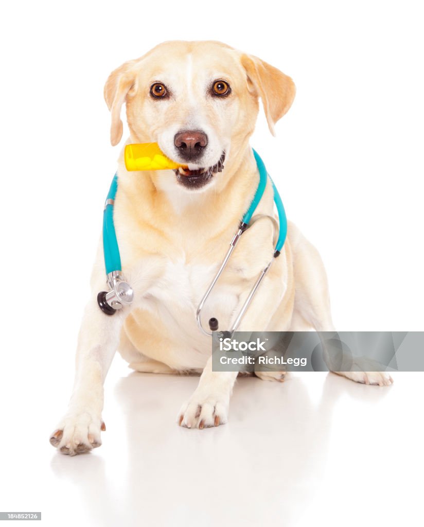 Cão médico - Royalty-free Cão Foto de stock