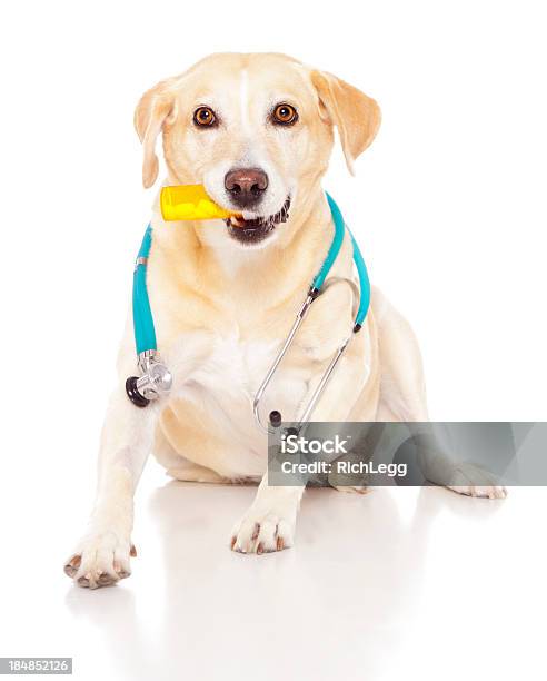 Foto de Cão Médico e mais fotos de stock de Cão - Cão, Doutor, Comprimido