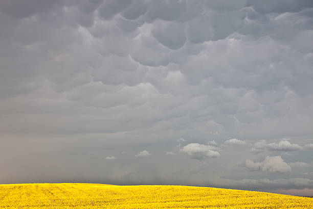 istock Canola and Prairie Sky 184852179