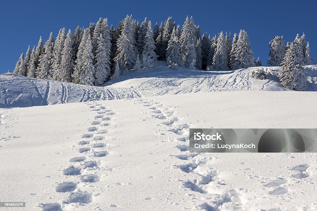 Bäume im Schnee bedeckt - Lizenzfrei Alpen Stock-Foto
