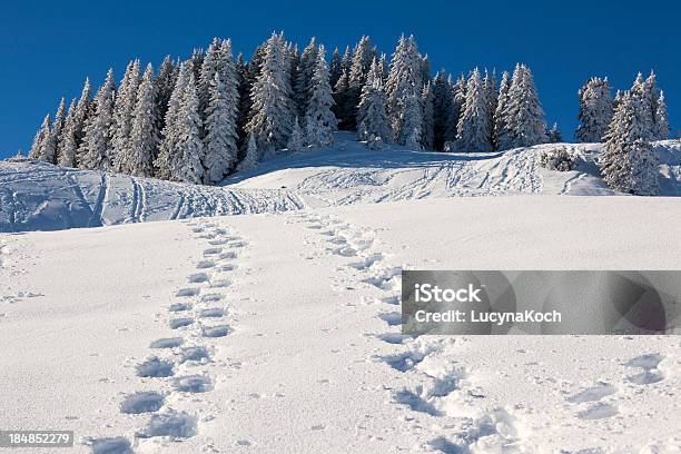 Bäume Im Schnee Bedeckt Stockfoto und mehr Bilder von Alpen - Alpen, Baum, Bildhintergrund