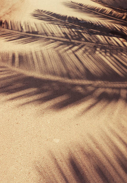 Palm leaf shadows at ground stock photo