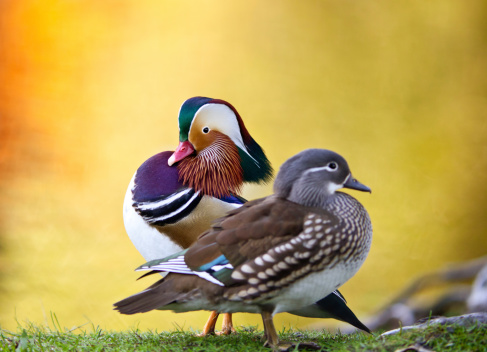 A pair Mandarin ducks. The male is puffing his chest to impress the female.