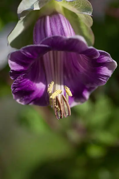 "purple Cup-and-saucer Vine (Cathedral Bells)  close up  Cobaea scandens, lila Glockenrebe"