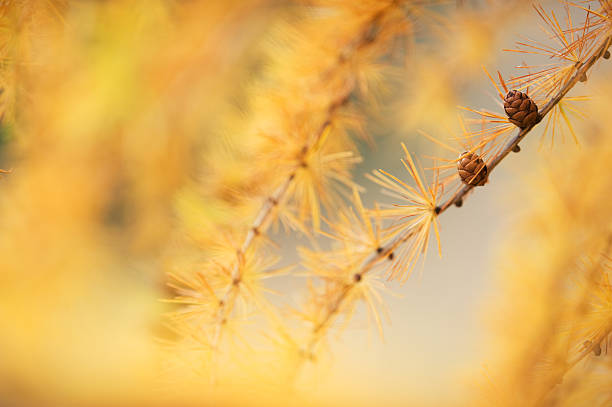 Larch tree (Larix sp.) branch with cones and needles. Selective focus and shallow depth of field.