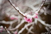 Blossoming Cherry Blossoms & Snow